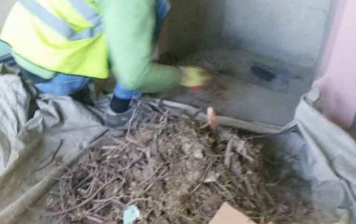 Removing birds nest from a chimney in London